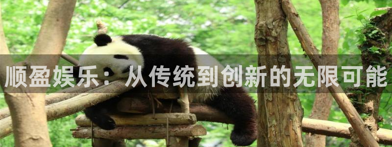 2元彩票代理：顺盈娱乐：从传统到创新的无限可能